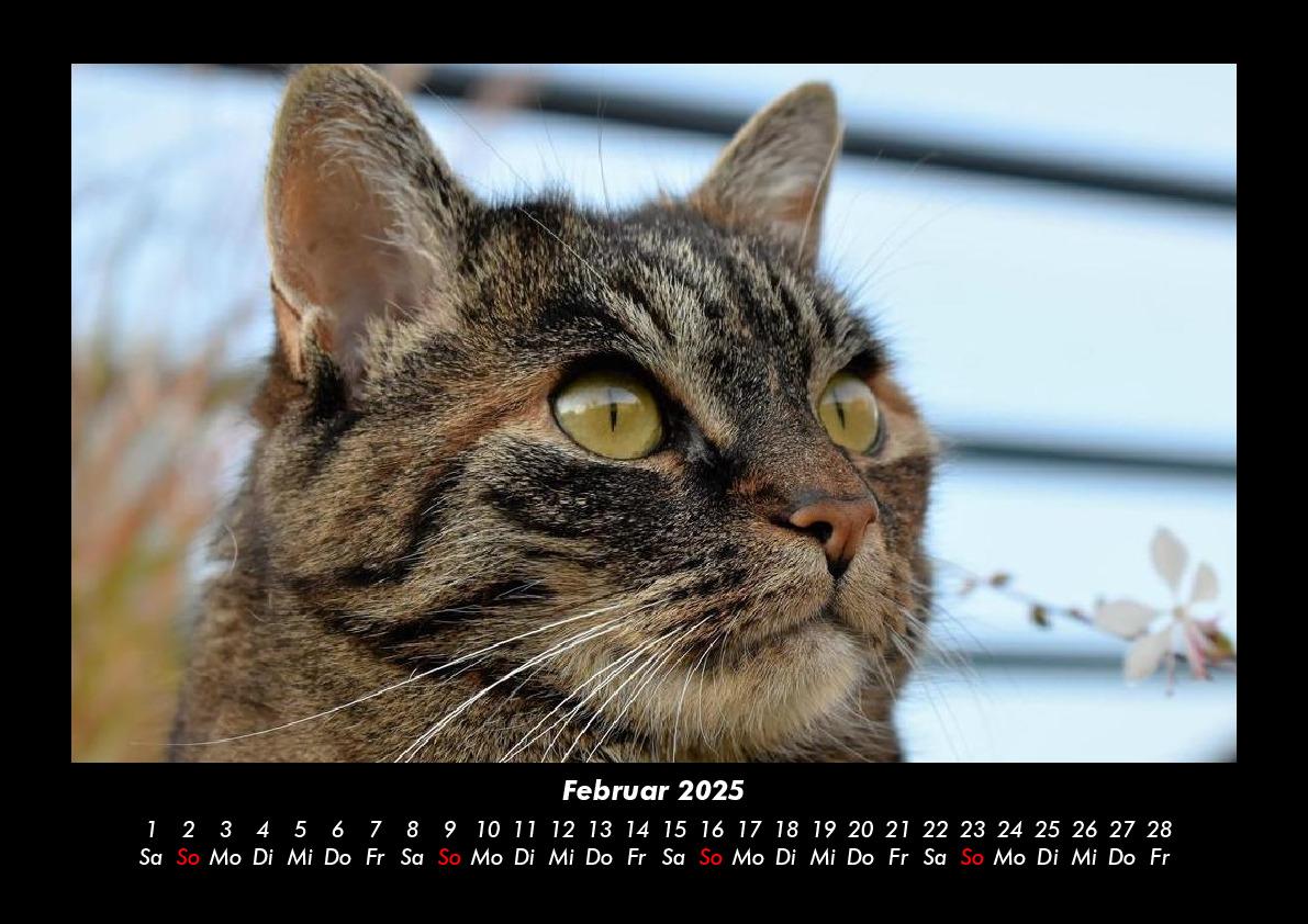 Bild: 9783755980223 | Haustierkalender 2025 Fotokalender DIN A3 | Tobias Becker | Kalender