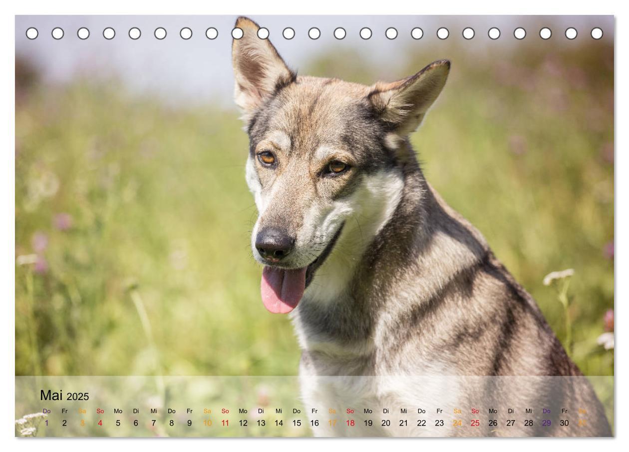 Bild: 9783435410262 | Wolfshunde 2025 (Tischkalender 2025 DIN A5 quer), CALVENDO...