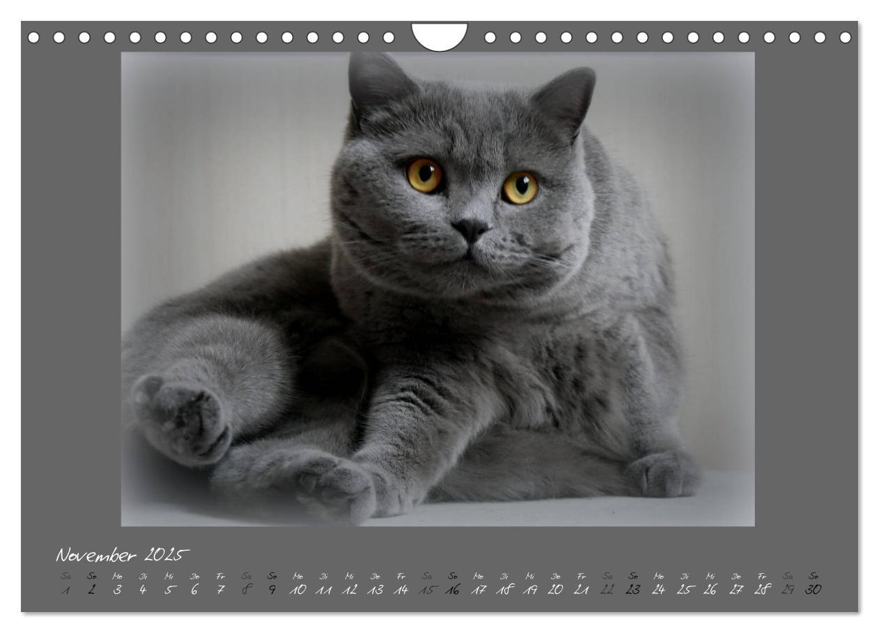 Bild: 9783435401673 | GRAUE ENGEL Britischkurzhaar-Katzen (Wandkalender 2025 DIN A4...