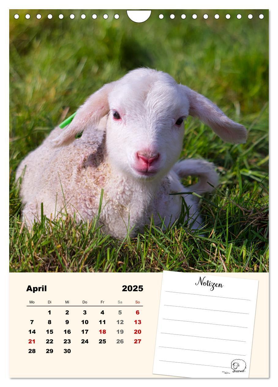 Bild: 9783435844517 | Lämmerglück (Wandkalender 2025 DIN A4 hoch), CALVENDO Monatskalender