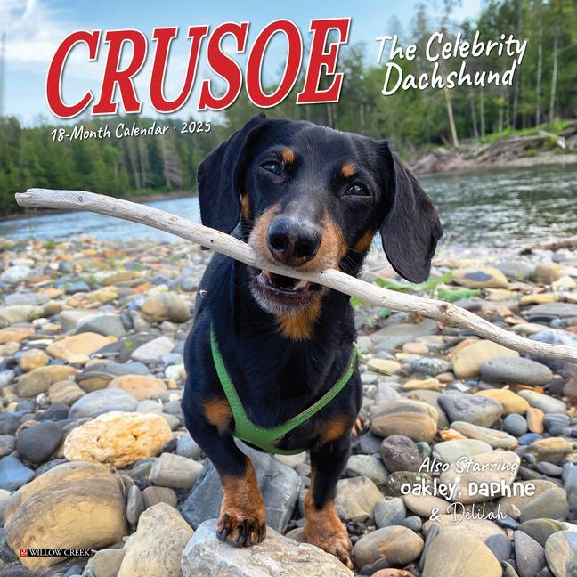 Cover: 9781549245732 | Crusoe the Celebrity Dachshund 2025 7 X 7 Mini Wall Calendar | 2025