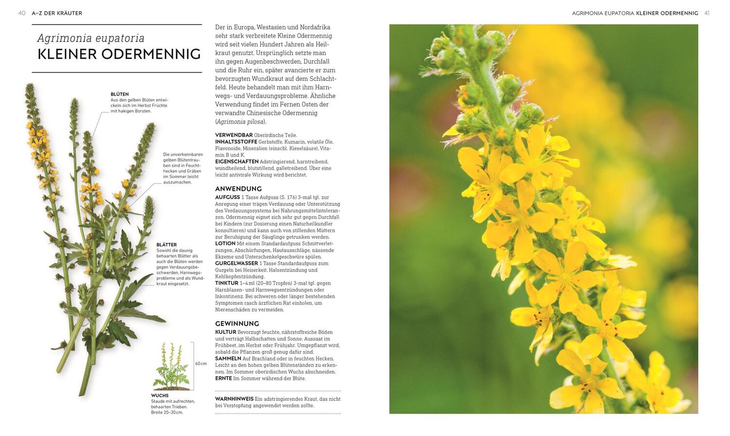 Bild: 9783831041602 | Das neue Praxisbuch Heilpflanzen | Sanfte und natürliche Anwendungen