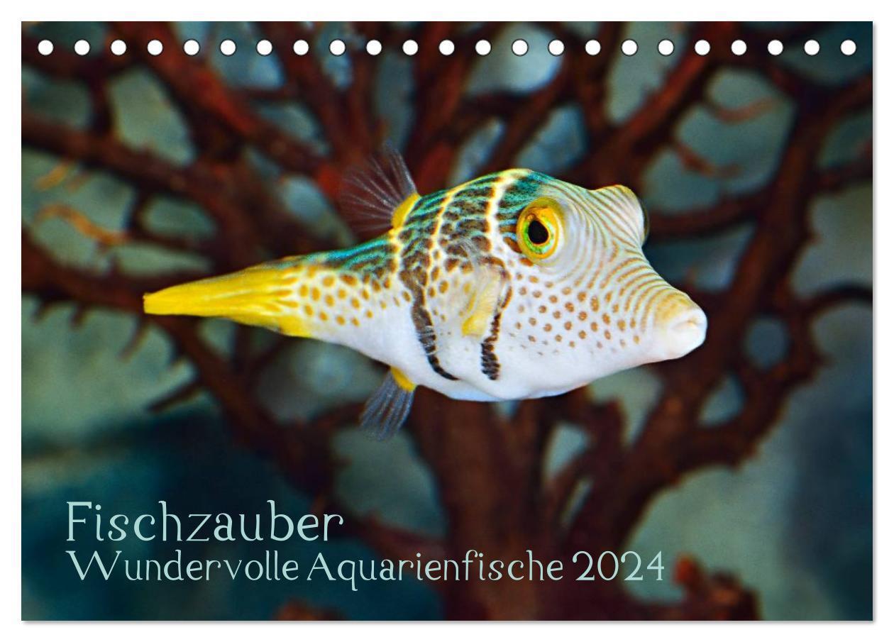 Cover: 9783383585548 | Fischzauber - Wundervolle Aquarienfische (Tischkalender 2024 DIN A5...