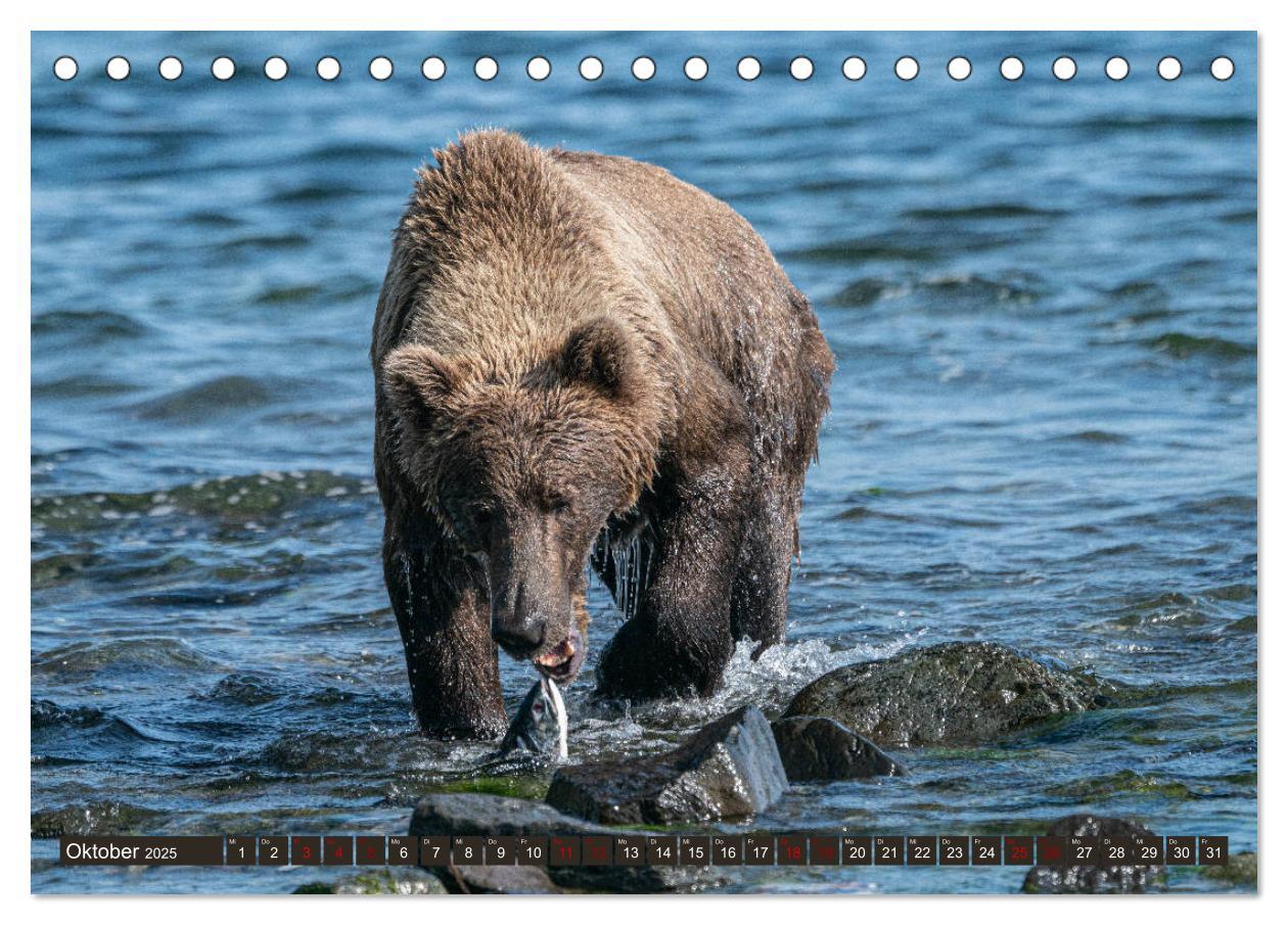 Bild: 9783435186570 | Grizzlybären im Katmai Nationalpark Alaska (Tischkalender 2025 DIN...