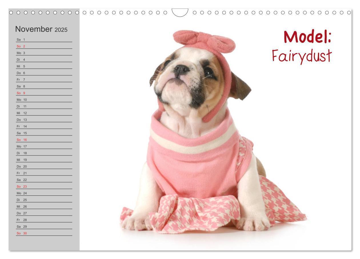 Bild: 9783435539048 | English Bulldog XXL Models (Wandkalender 2025 DIN A3 quer),...