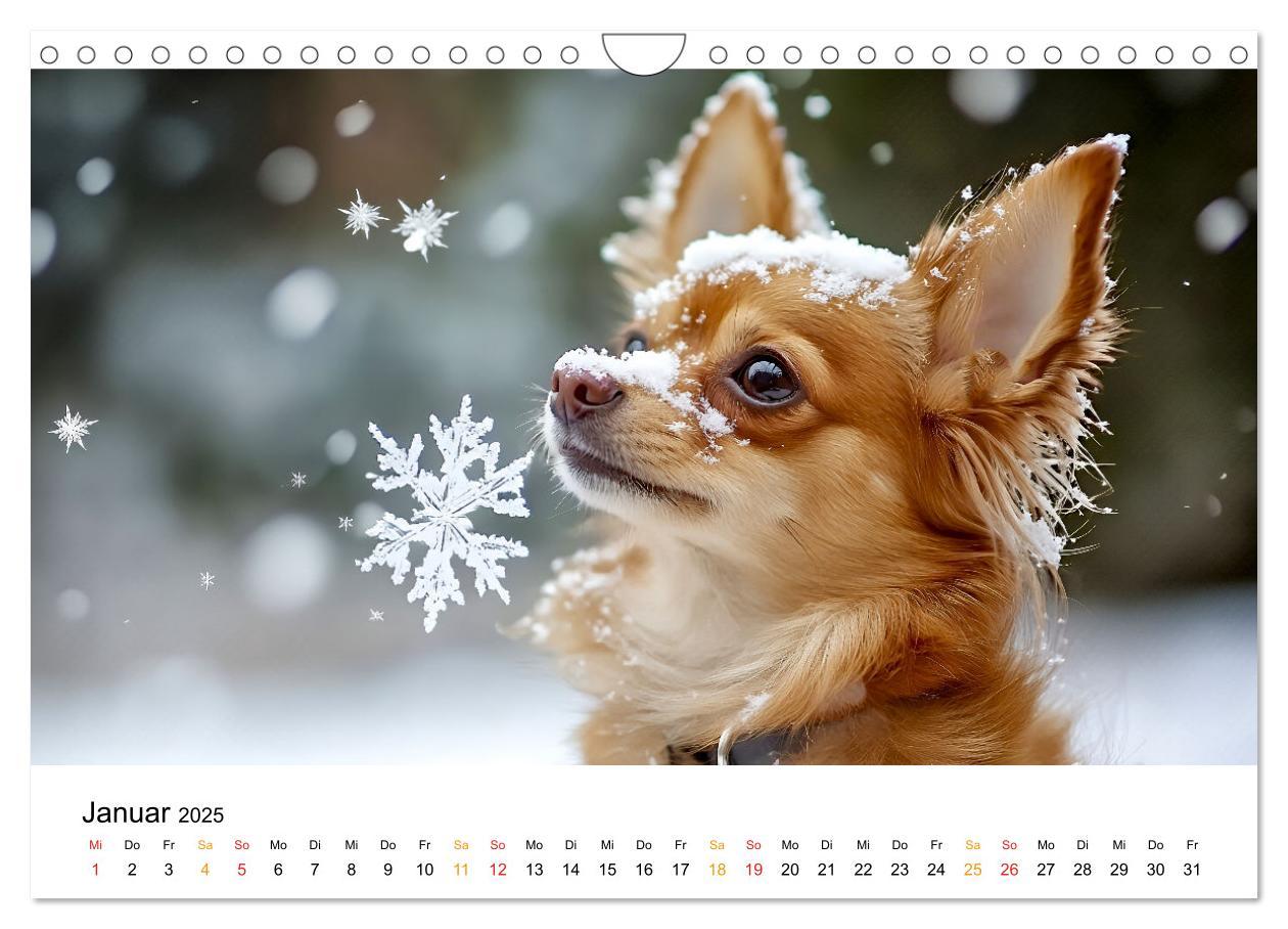 Bild: 9783457236932 | Chihuahua - kleine Energiebündel (Wandkalender 2025 DIN A4 quer),...