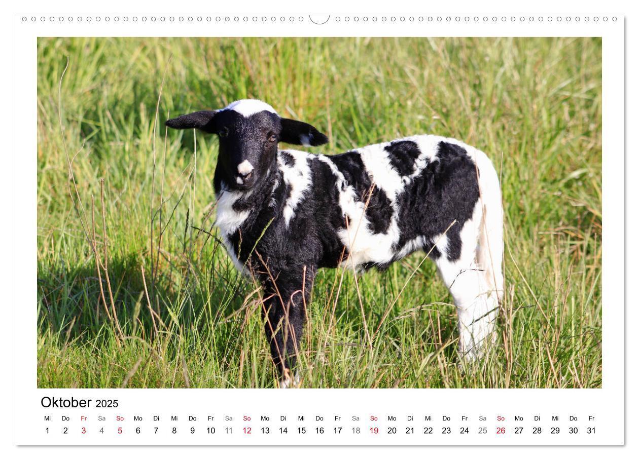 Bild: 9783435429318 | Schäfchen zählen - Mit Schafen durchs Jahr (Wandkalender 2025 DIN...