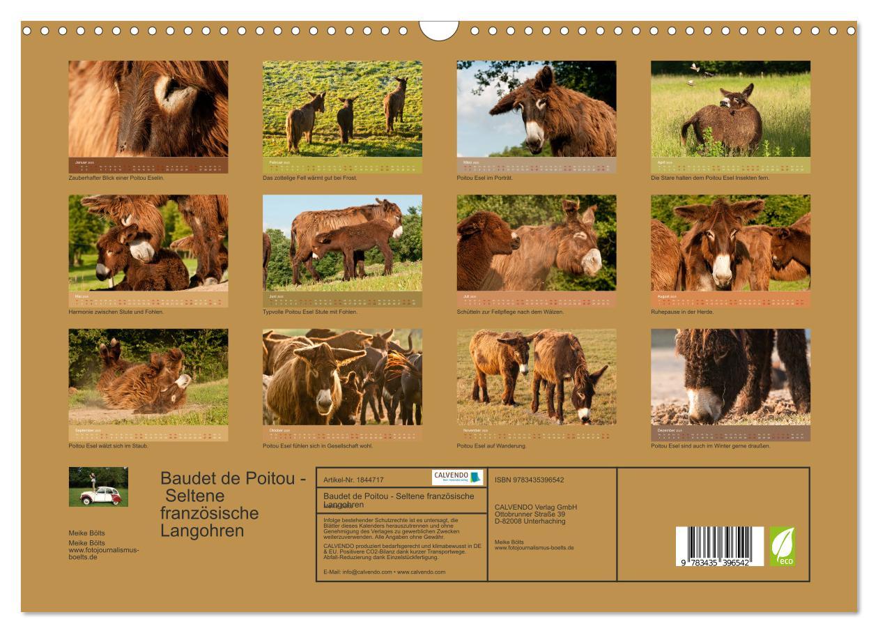 Bild: 9783435396542 | Baudet de Poitou - Seltene französische Langohren (Wandkalender...