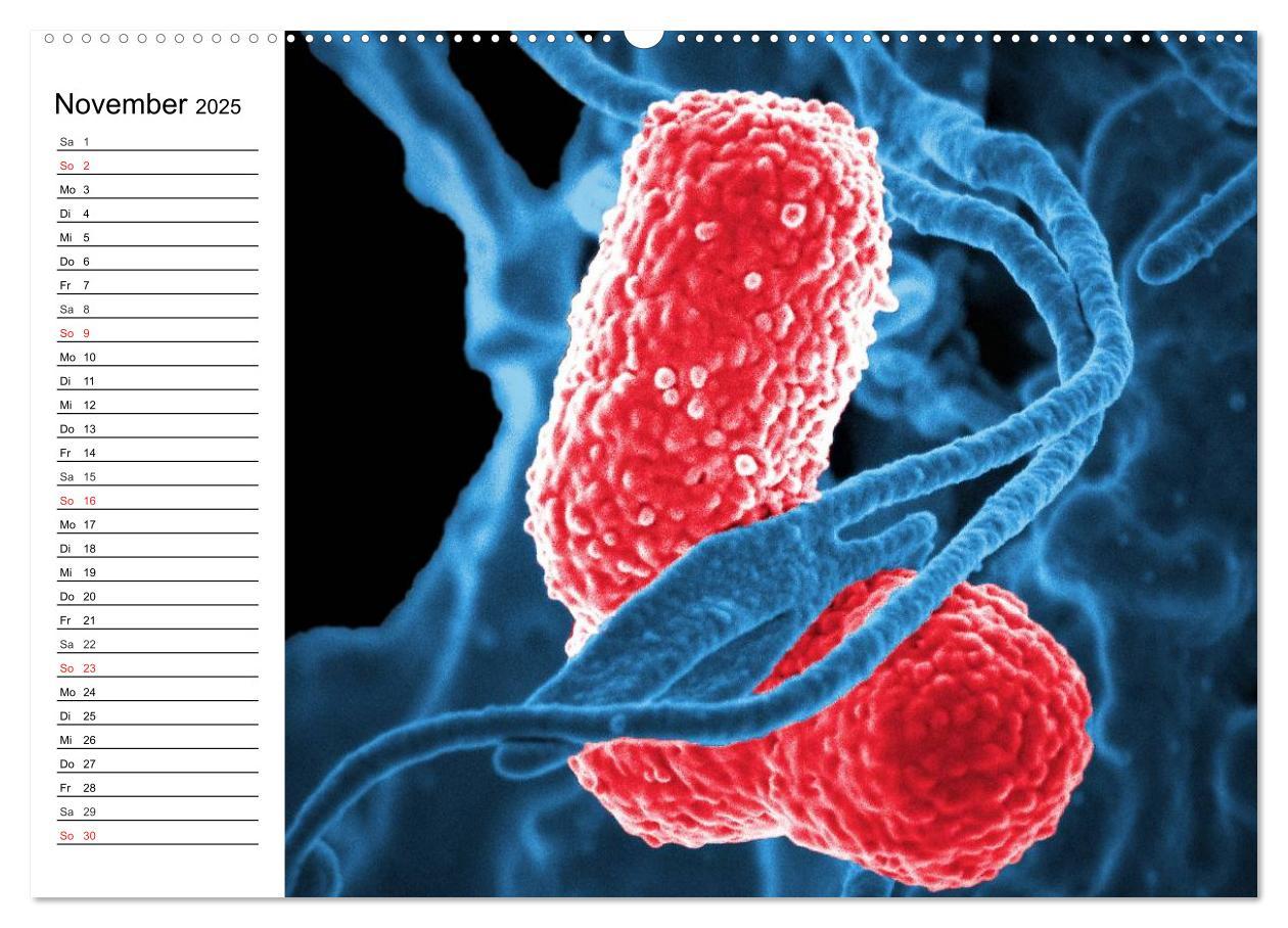 Bild: 9783435482962 | Mikrobiologie. Mikroorganismen, Genetik und Zellen (Wandkalender...