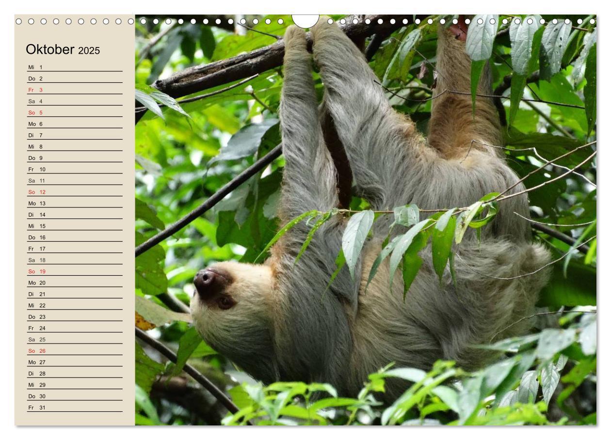 Bild: 9783435526031 | Regenwald. Tiere im Dschungel (Wandkalender 2025 DIN A3 quer),...