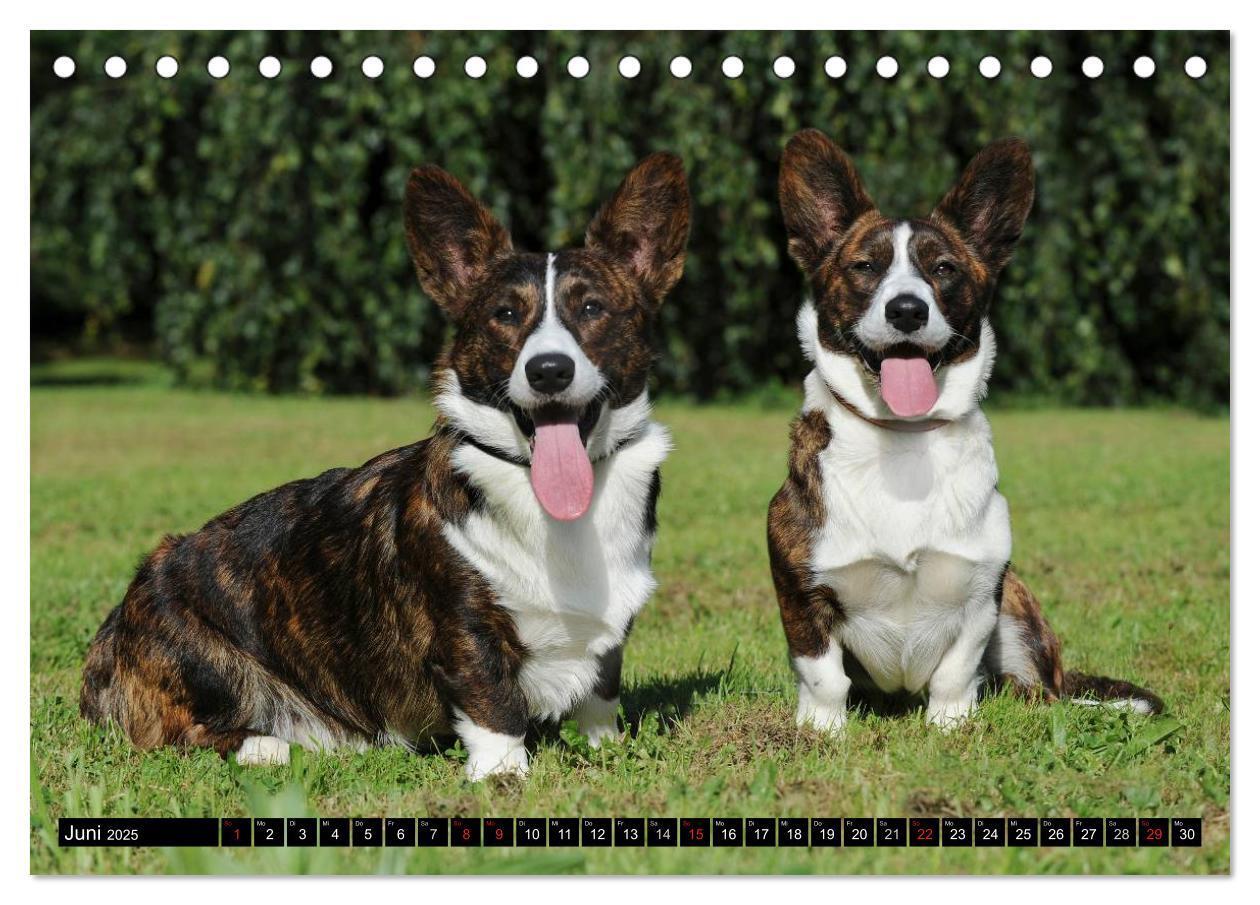 Bild: 9783435669868 | Welsh Corgi - Kobold auf 4 Pfoten (Tischkalender 2025 DIN A5 quer),...