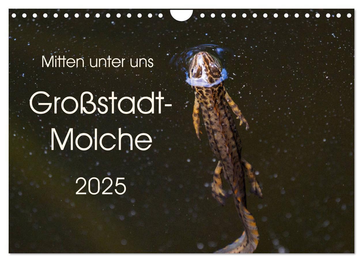 Cover: 9783435398393 | Mitten unter uns - Großstadt-Molche (Wandkalender 2025 DIN A4...