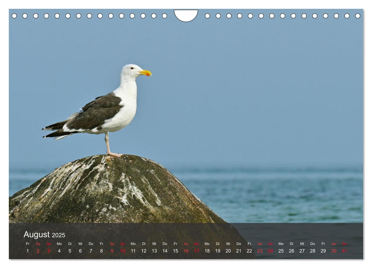 Bild: 9783383926334 | Strand und Küste - Möwen (Wandkalender 2025 DIN A4 quer), CALVENDO...