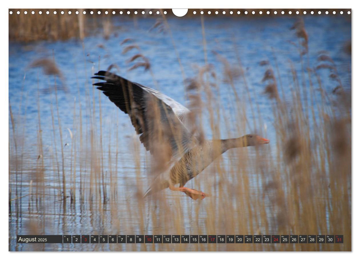 Bild: 9783435158133 | Leben am Naturpark um den Dümmer See (Wandkalender 2025 DIN A3...