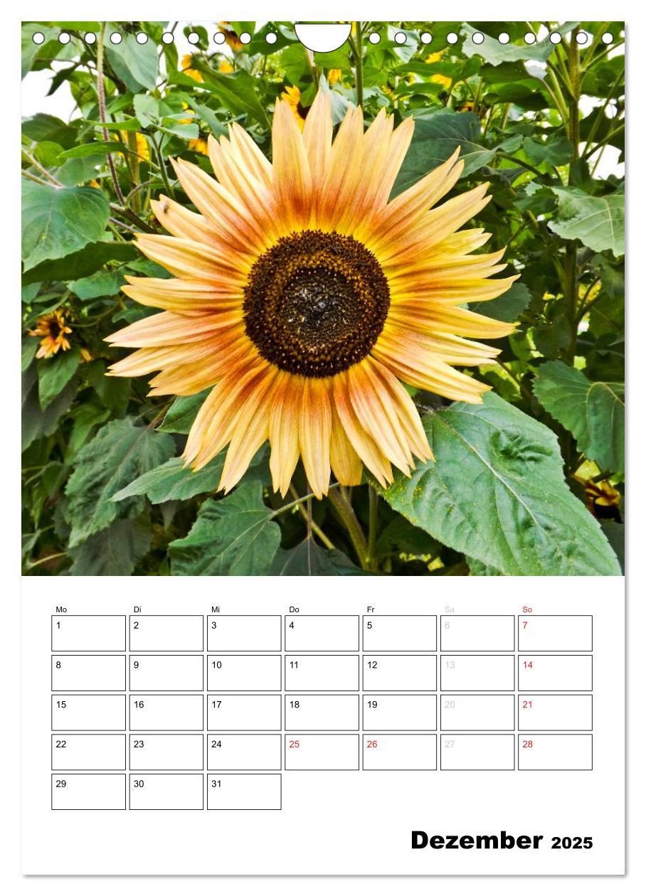 Bild: 9783457005170 | Strahlende Sonnenblumen (Wandkalender 2025 DIN A4 hoch), CALVENDO...