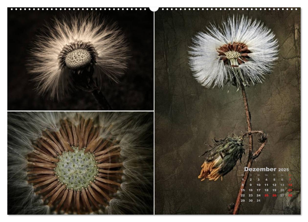 Bild: 9783435602469 | Blumenreise 2025 (hochwertiger Premium Wandkalender 2025 DIN A2...