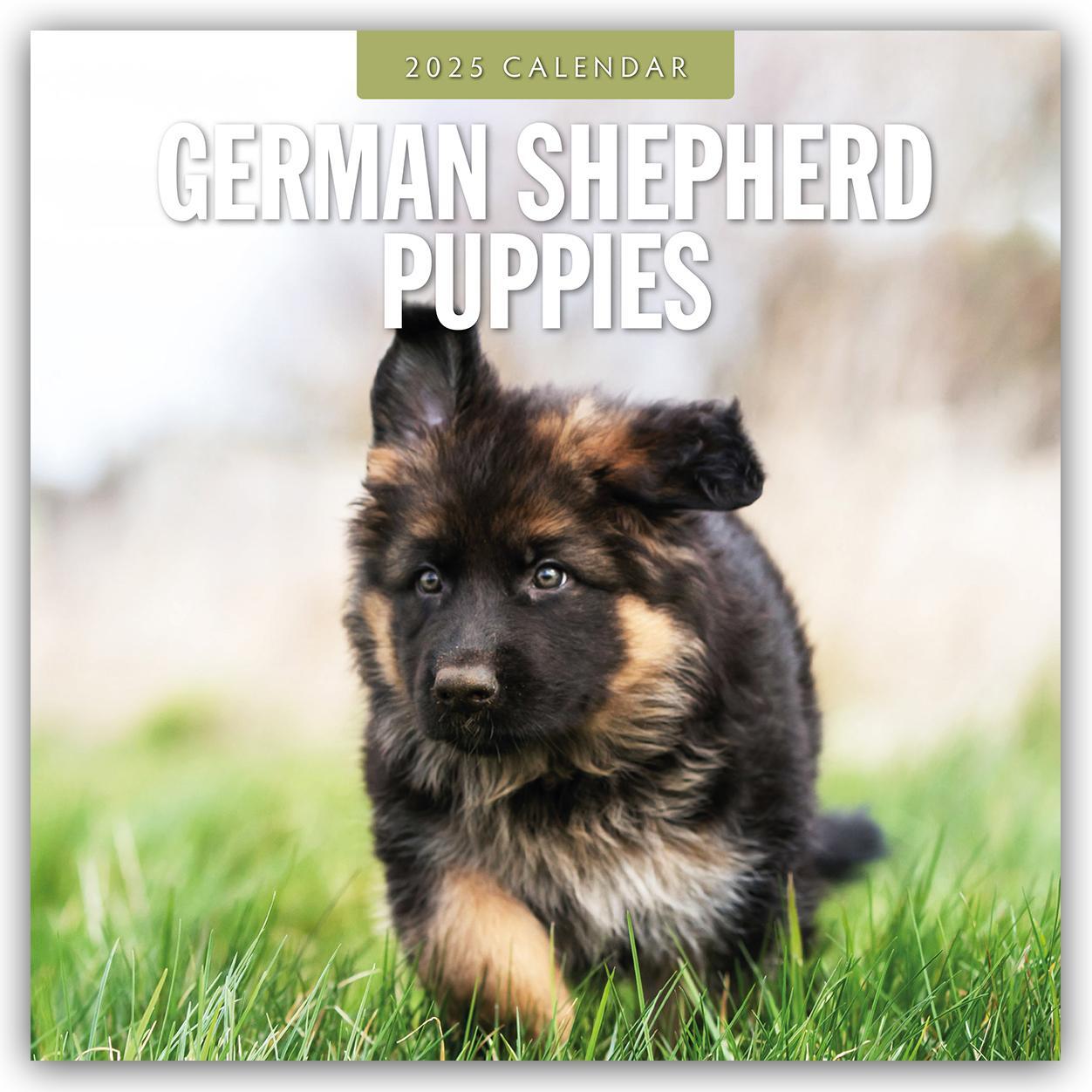 Cover: 9781804424650 | German Shepherd Puppies - Deutsche Schäferhunde Welpen 2025 -...