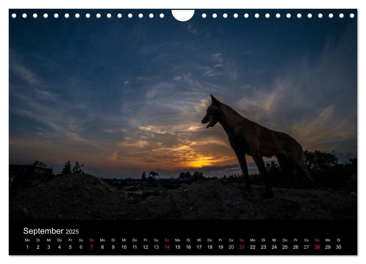 Bild: 9783435639205 | Belgische Schäferhunde - Der Malinois im Licht (Wandkalender 2025...