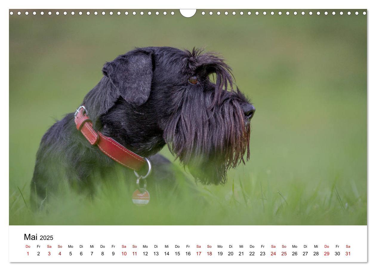 Bild: 9783435424535 | Schnauzer... von Zwergen und Riesen 2025 (Wandkalender 2025 DIN A3...