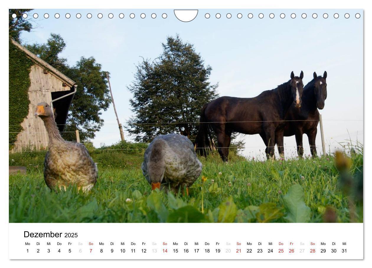 Bild: 9783435663682 | Bauernhoftiere (Wandkalender 2025 DIN A4 quer), CALVENDO...