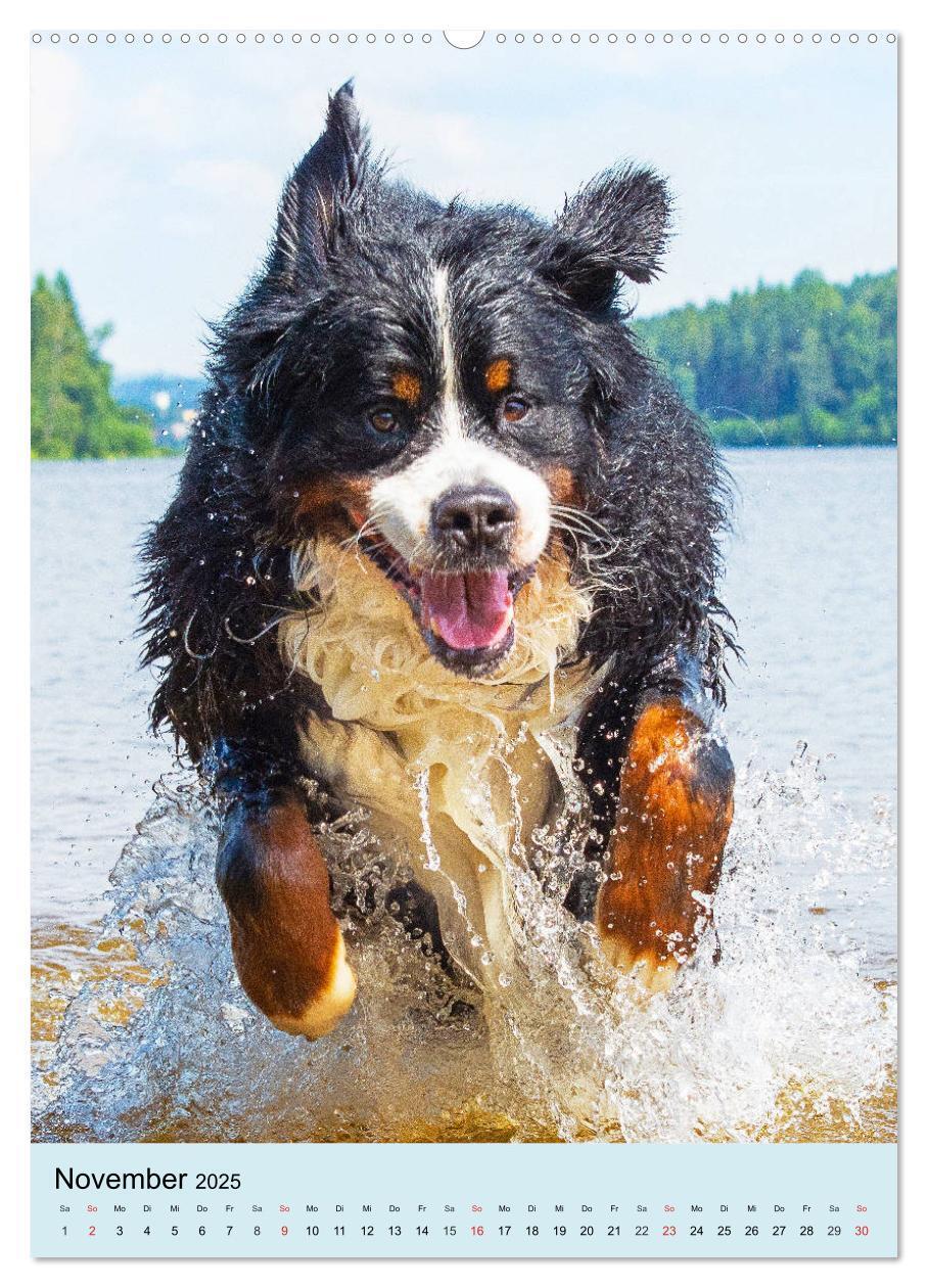 Bild: 9783435960200 | Berner Sennenhund - stark , schön und liebenswert (Wandkalender...