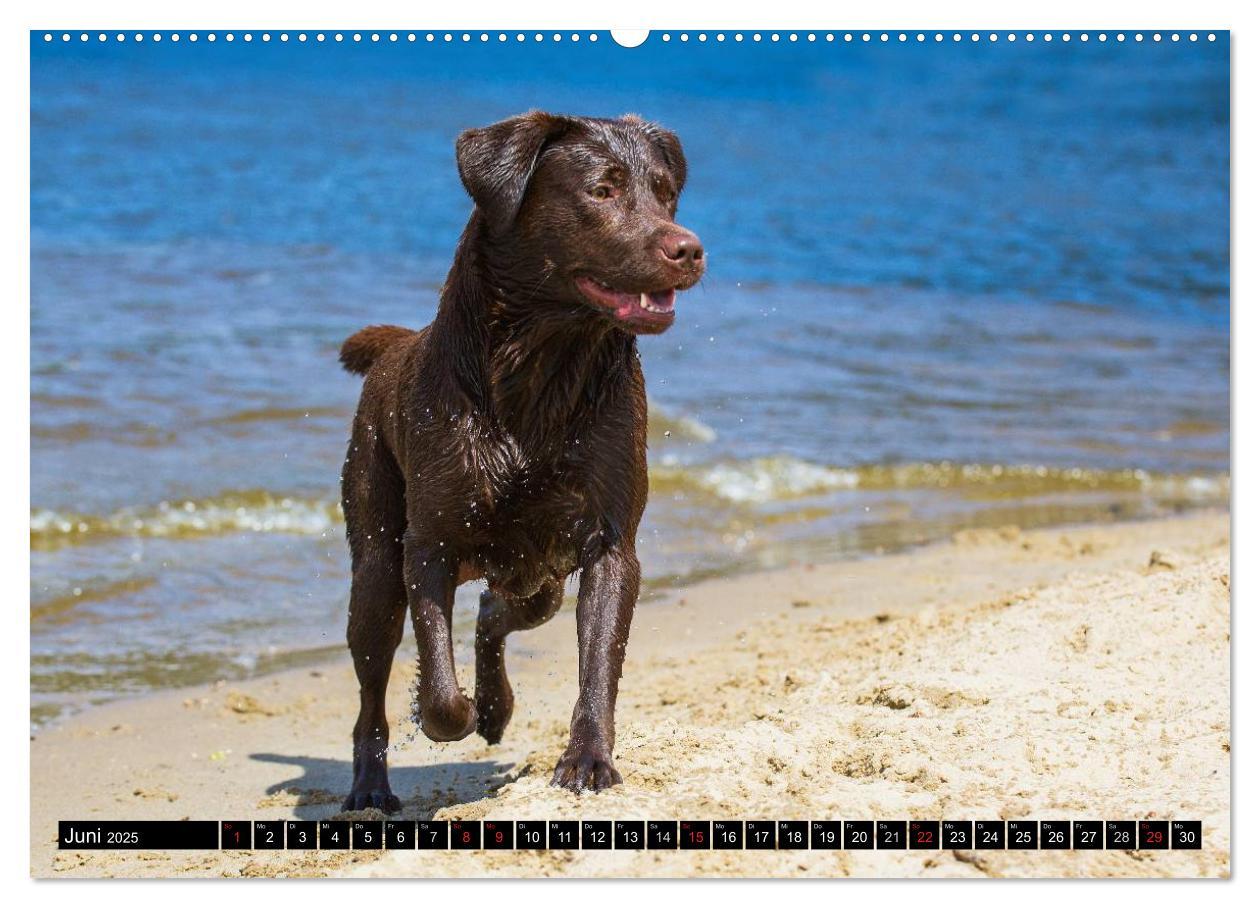 Bild: 9783435640805 | Labrador Retriever - ein Herz auf 4 Pfoten (Wandkalender 2025 DIN...