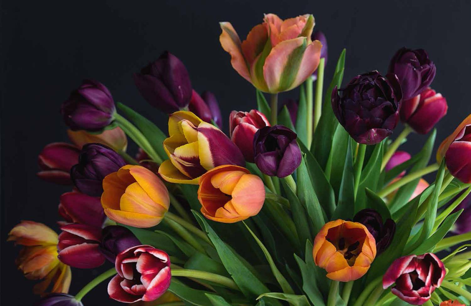 Bild: 9781911624288 | Tulips | Beautiful varieties for home and garden | Jane Eastoe | Buch