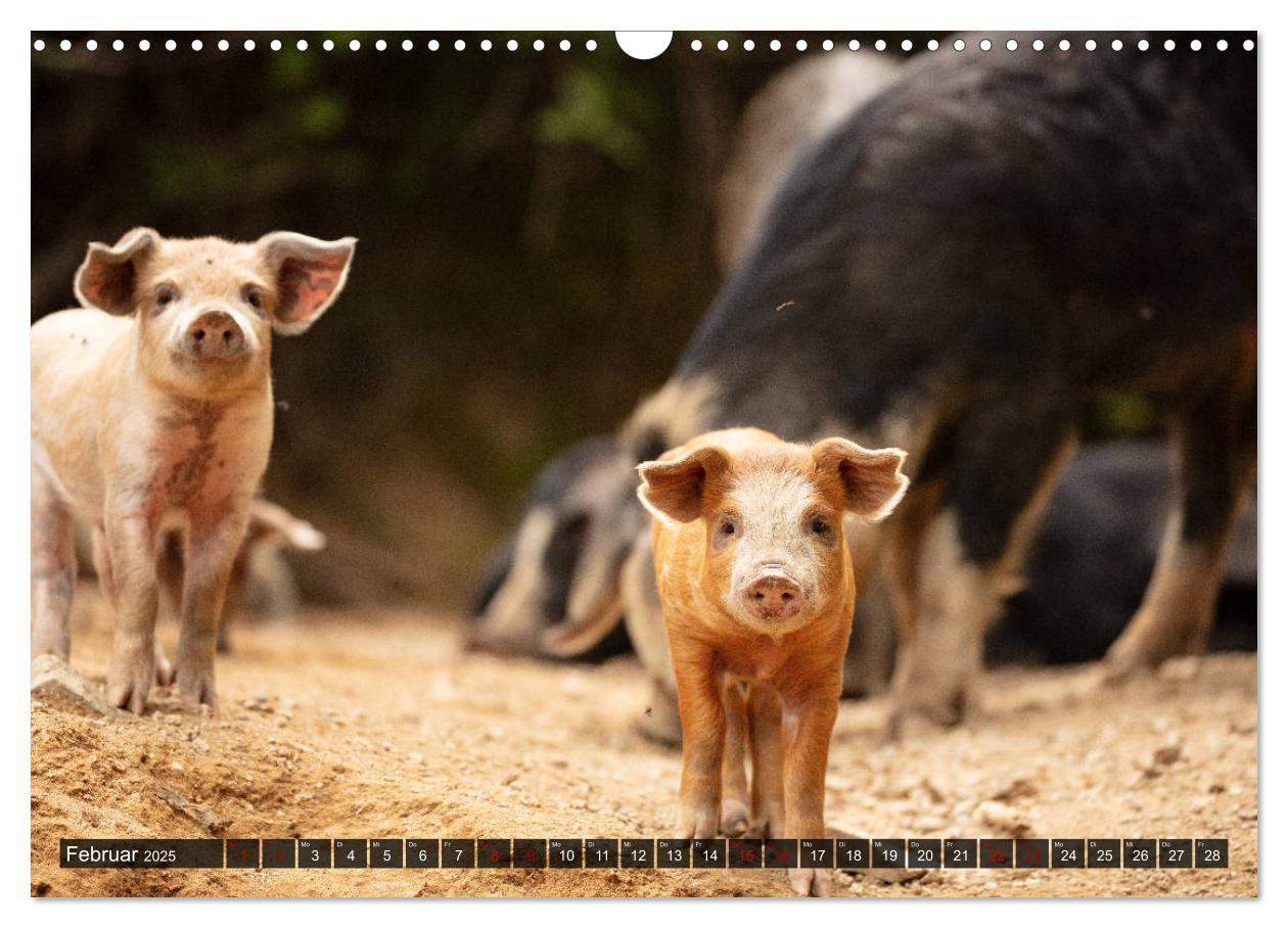 Bild: 9783435261529 | Korsika - süße, wilde Schweinchen (Wandkalender 2025 DIN A3 quer),...