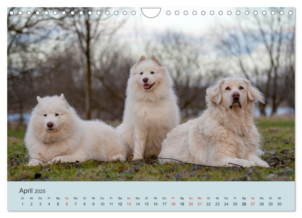 Bild: 9783435477586 | Samojeden - Liebenswerte Fellkugeln (Wandkalender 2025 DIN A4...