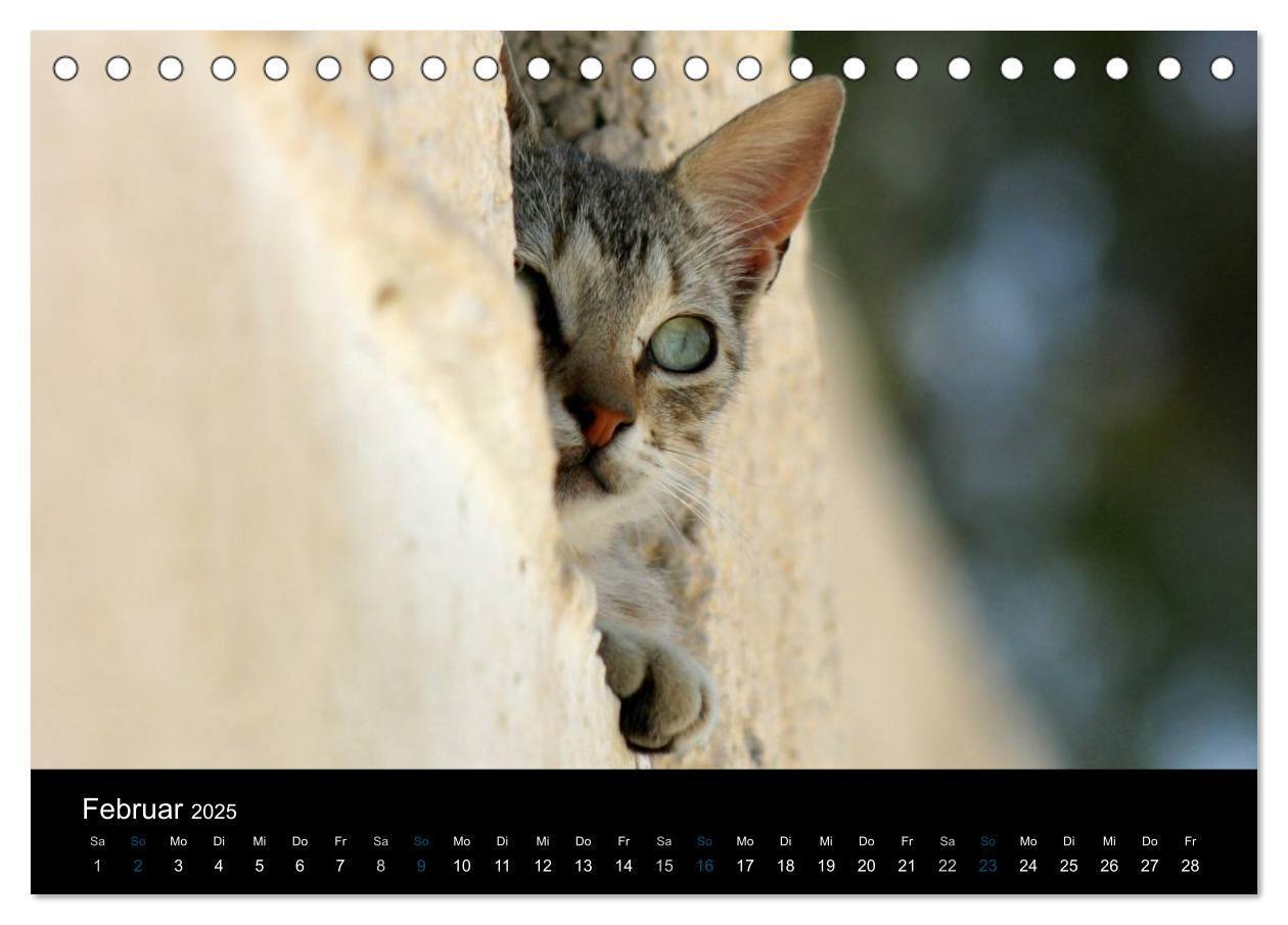 Bild: 9783435677405 | Katzensprung (Tischkalender 2025 DIN A5 quer), CALVENDO Monatskalender