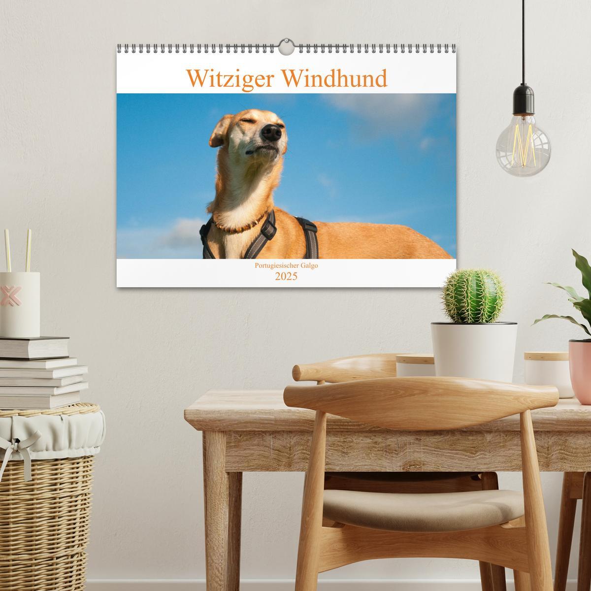 Bild: 9783435025718 | Witziger Windhund - Portugiesischer Galgo (Wandkalender 2025 DIN A3...