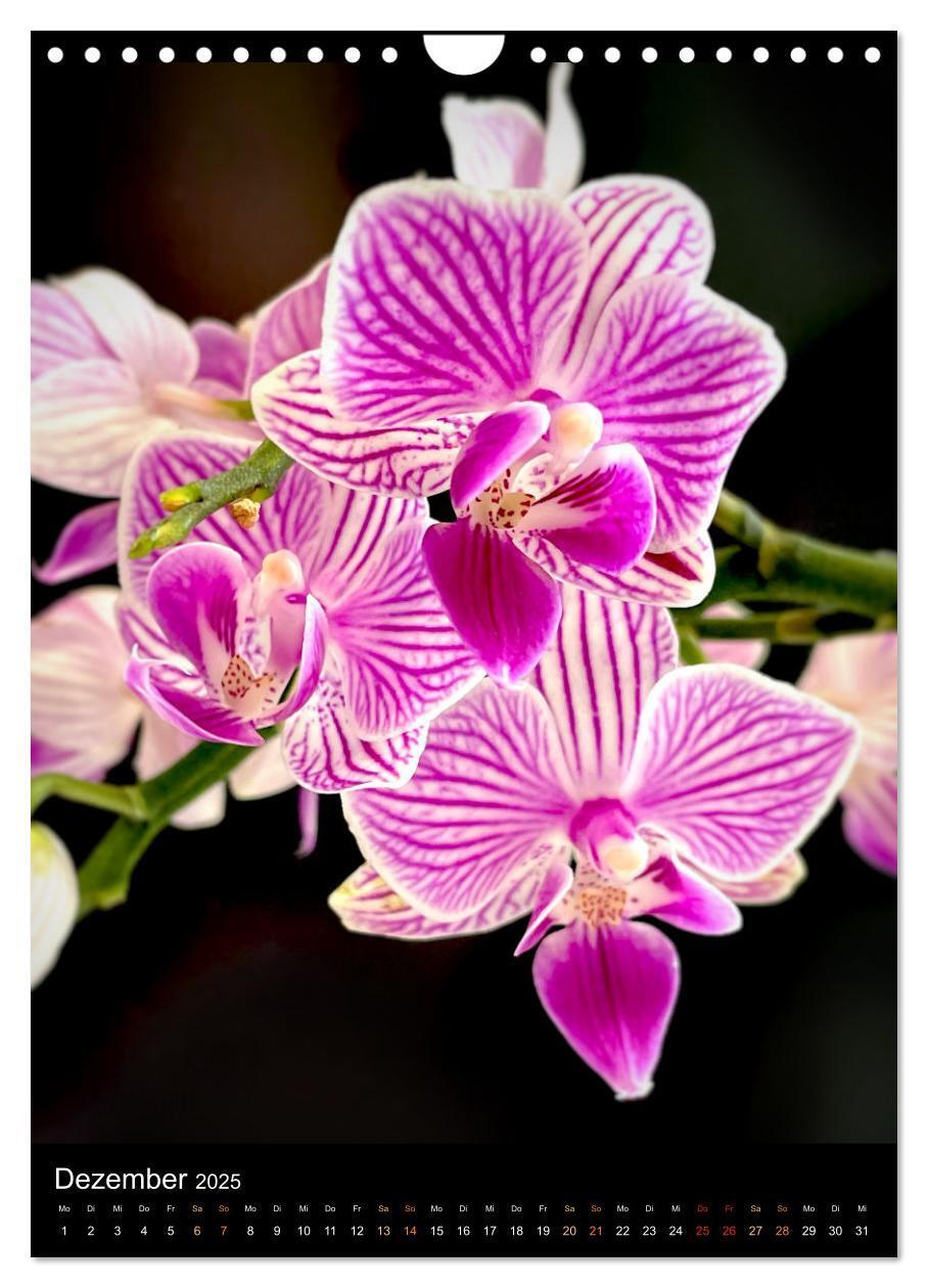 Bild: 9783435881765 | Orchideen - Exoten im Wohnzimmer (Wandkalender 2025 DIN A4 hoch),...