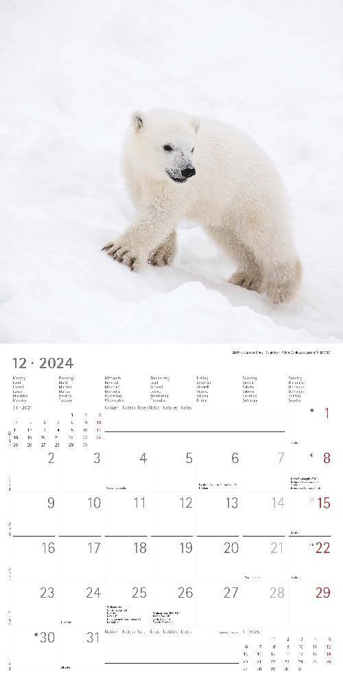 Bild: 4251732335465 | Tierbabys 2024 - Broschürenkalender 30x30 cm (30x60 geöffnet) -...