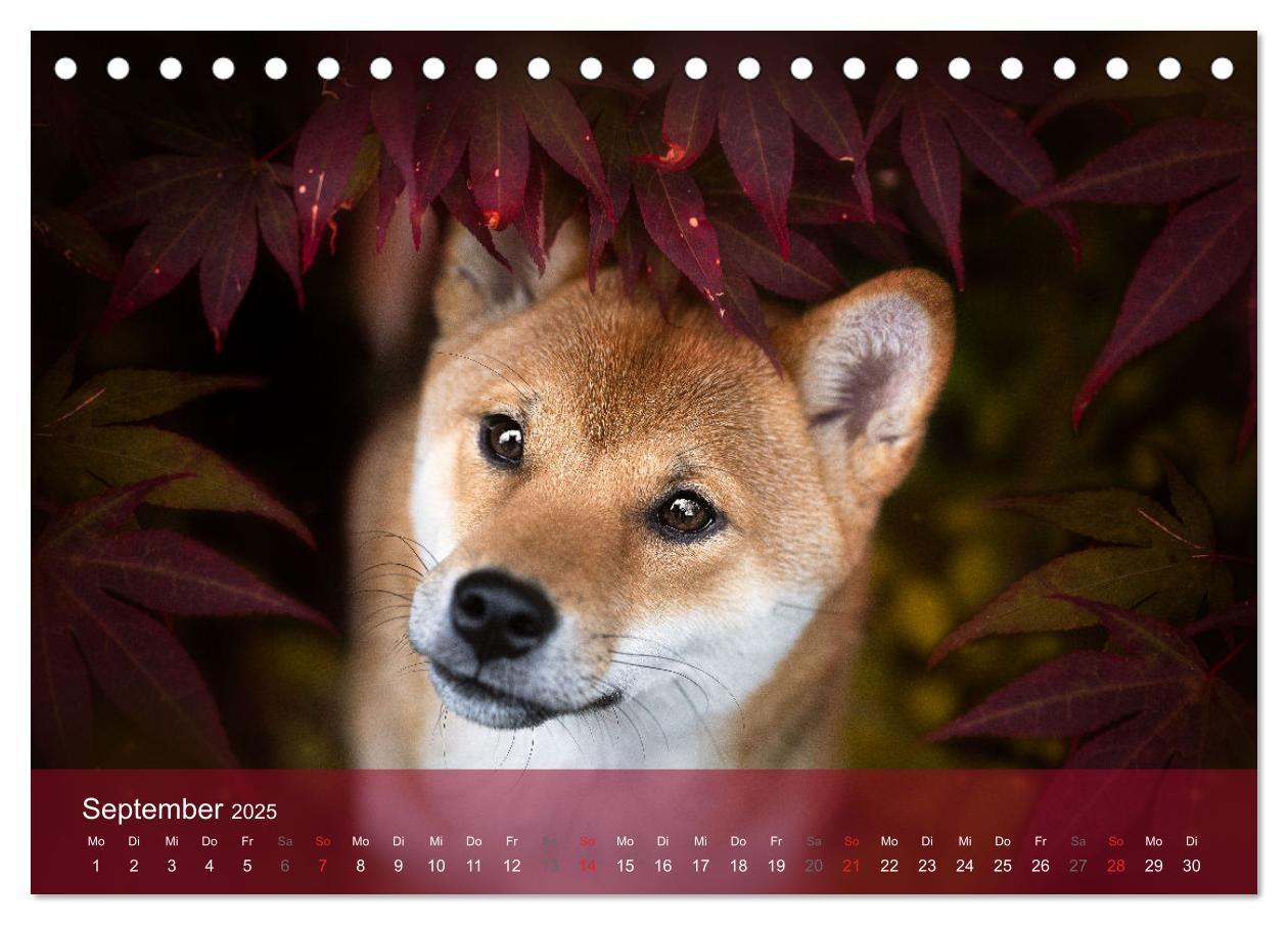 Bild: 9783457234181 | Shiba Inu - mutig, treu, selbstbewusst (Tischkalender 2025 DIN A5...