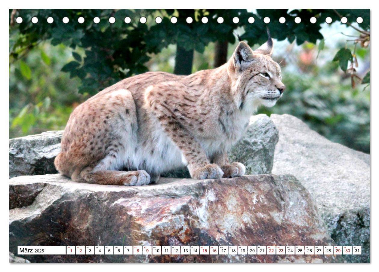 Bild: 9783435419715 | Familie Luchs - Die Jäger mit dem Pinselohr (Tischkalender 2025 DIN...