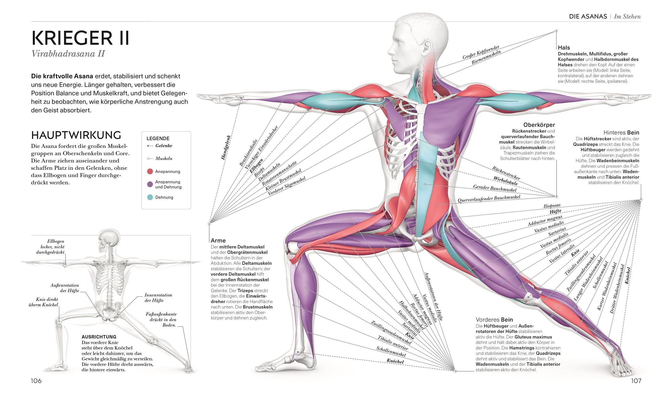 Bild: 9783831050277 | Yoga verstehen - Die Anatomie der Yoga-Haltungen | Ann Swanson | Buch