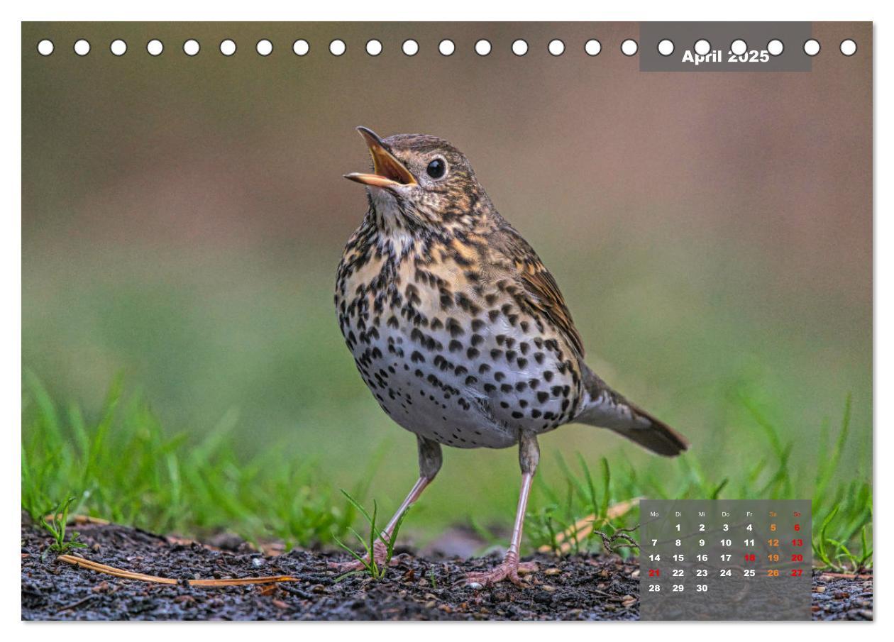 Bild: 9783383962486 | SINGVÖGEL - Die prächtigen Sänger in schönem Ambiente...