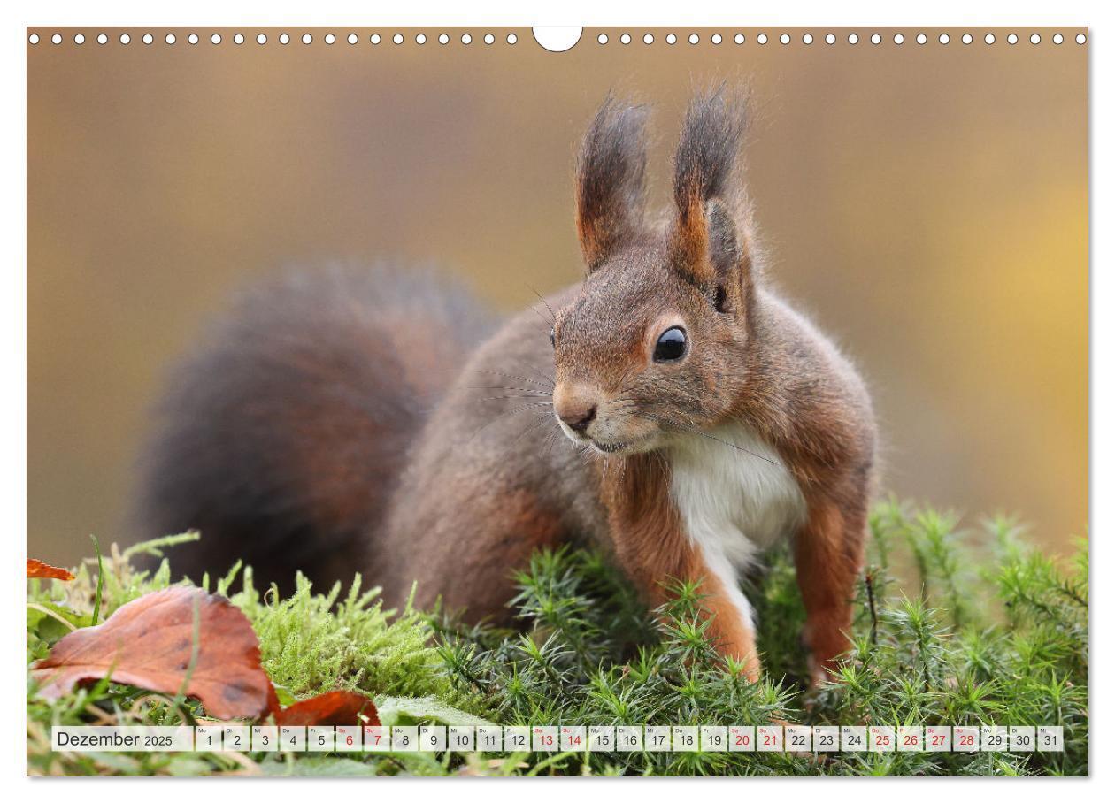 Bild: 9783435566723 | Besondere Augenblicke mit Eichhörnchen (Wandkalender 2025 DIN A3...