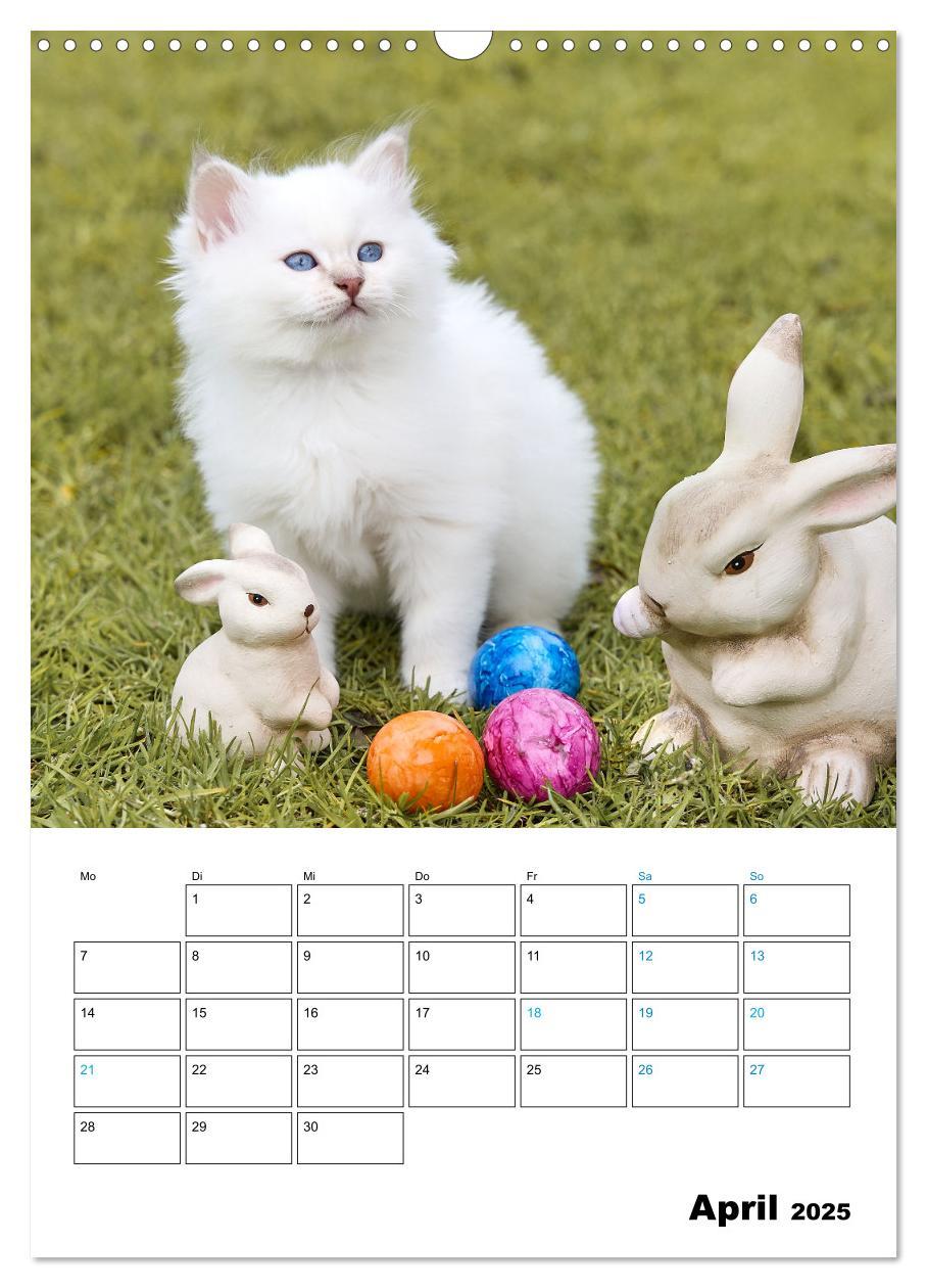 Bild: 9783435062706 | Heilige Birma Kitten - süße kleine Flauschbällchen (Wandkalender...