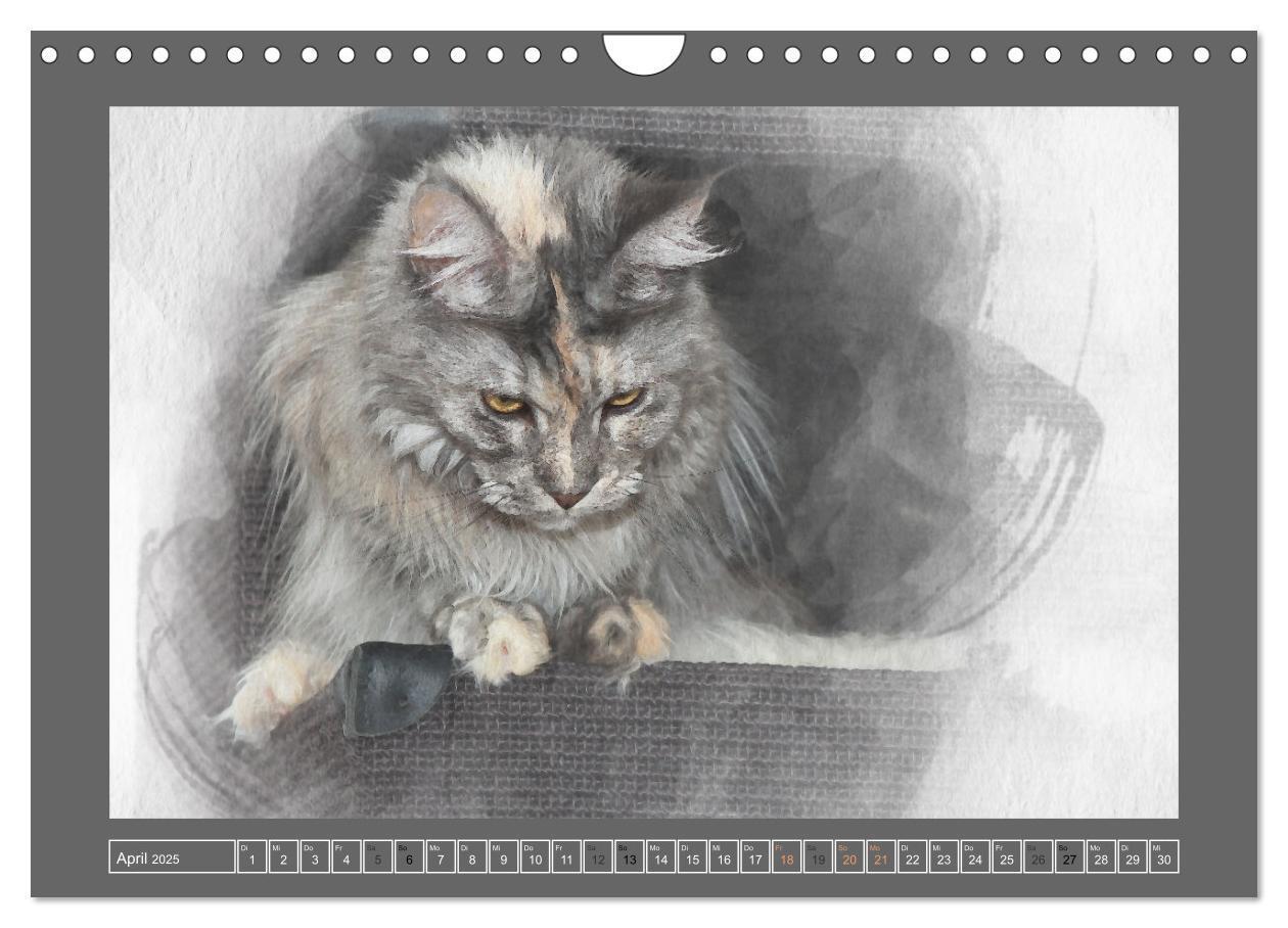 Bild: 9783435024506 | Maine Coon Aquarelle (Wandkalender 2025 DIN A4 quer), CALVENDO...