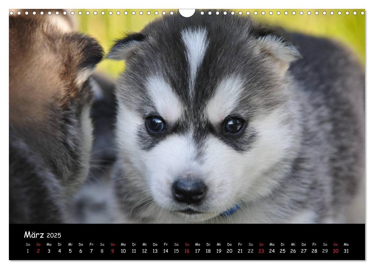 Bild: 9783435738939 | Huskys - Traumhunde (Wandkalender 2025 DIN A3 quer), CALVENDO...