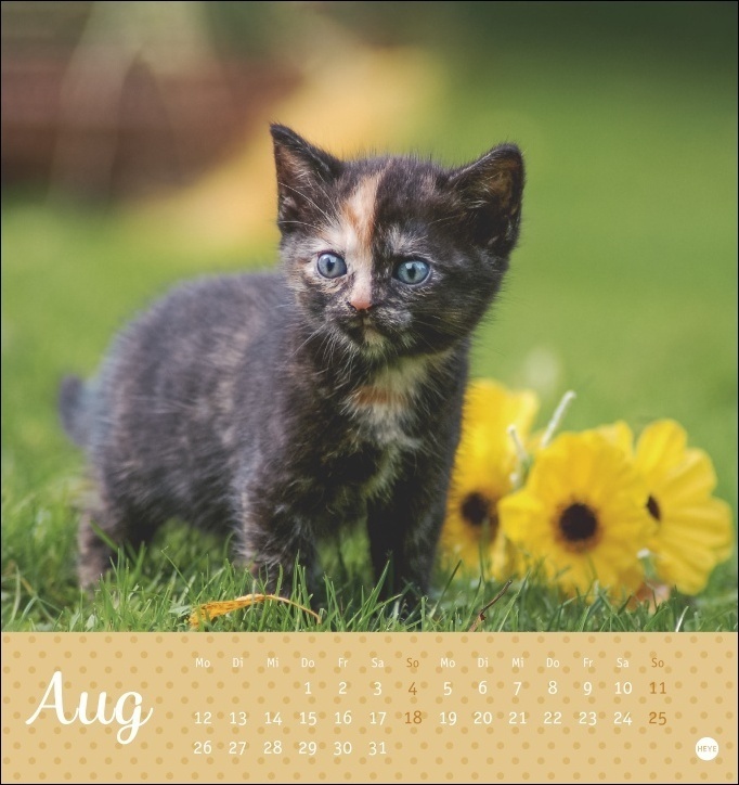 Bild: 9783756400393 | Katzen - Kleine Tiger Postkartenkalender 2024. Entzückende...