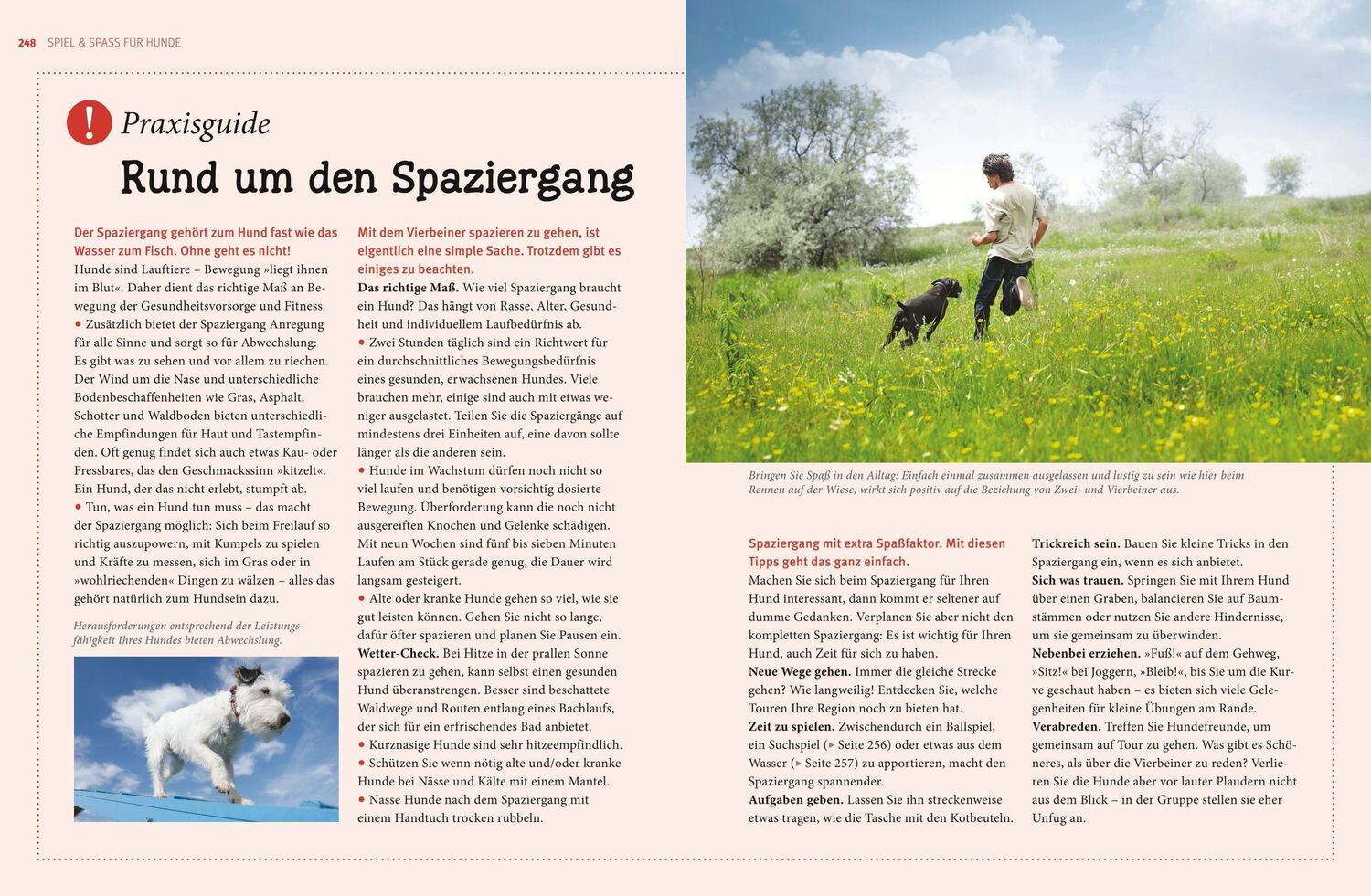 Bild: 9783833828744 | Praxishandbuch Hunde | Heike Schmidt-Röger | Buch | 288 S. | Deutsch