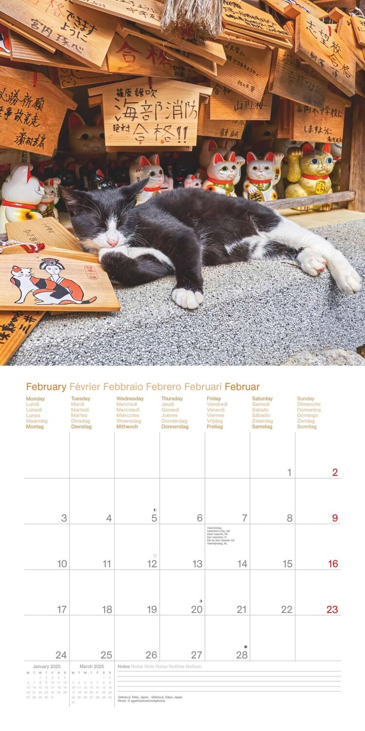 Bild: 4002725987945 | Cats Around the World 2025 - Wand-Kalender - Broschüren-Kalender -...