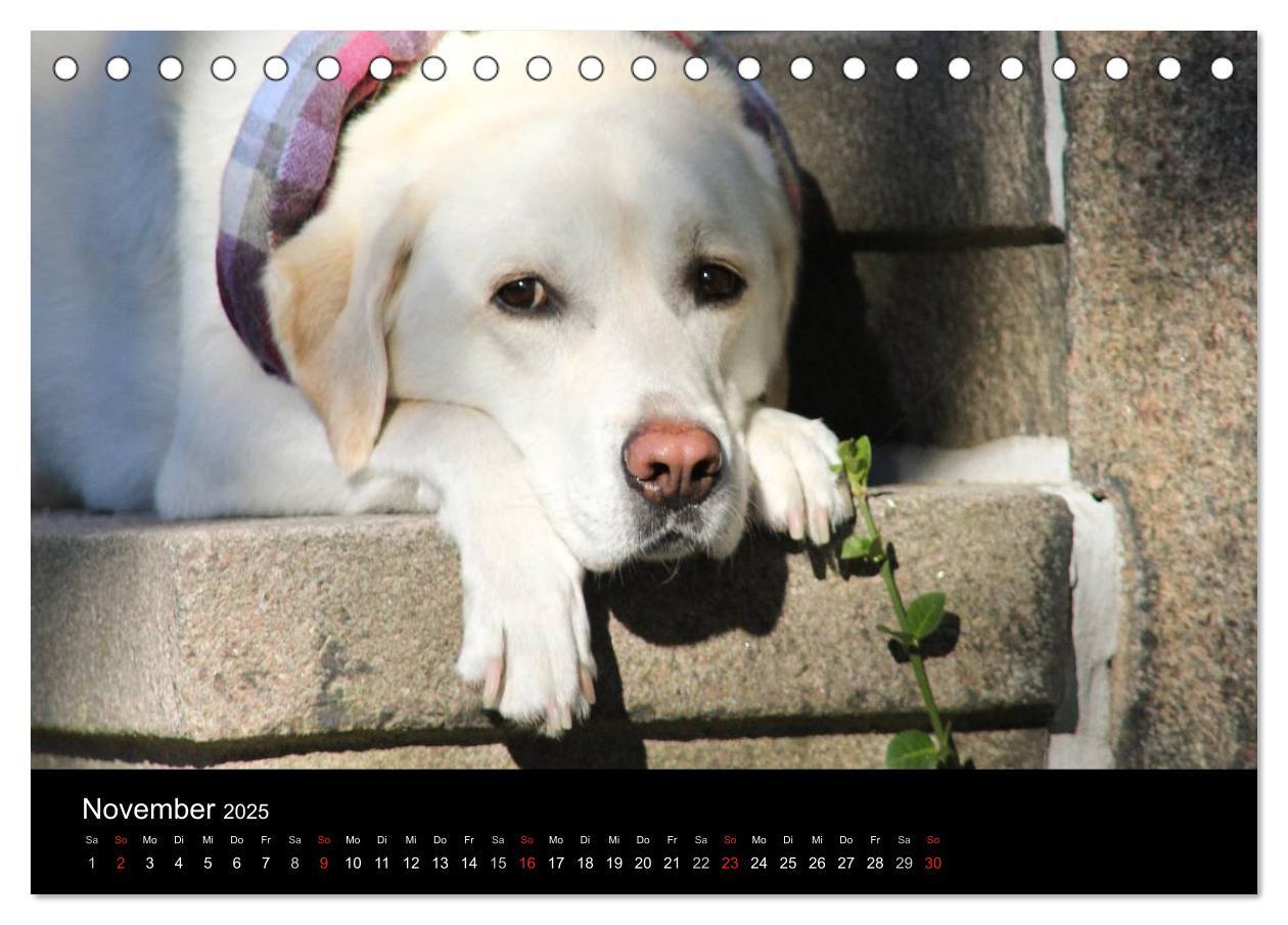 Bild: 9783435754830 | Labrador Retriever 2025 (Tischkalender 2025 DIN A5 quer), CALVENDO...