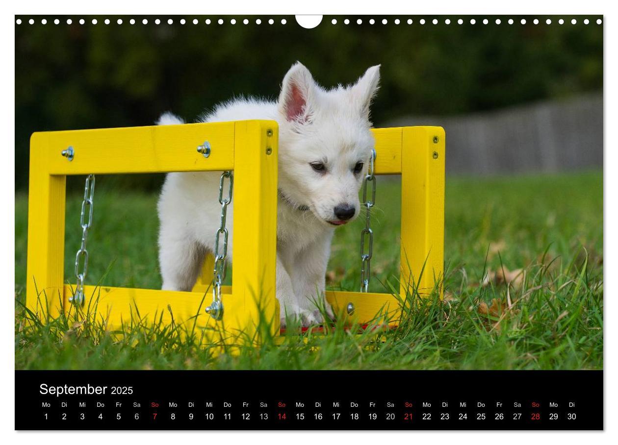 Bild: 9783435759262 | Weißer Schweizer Schäferhund - Ein Tag im Leben einer Hundefamilie...