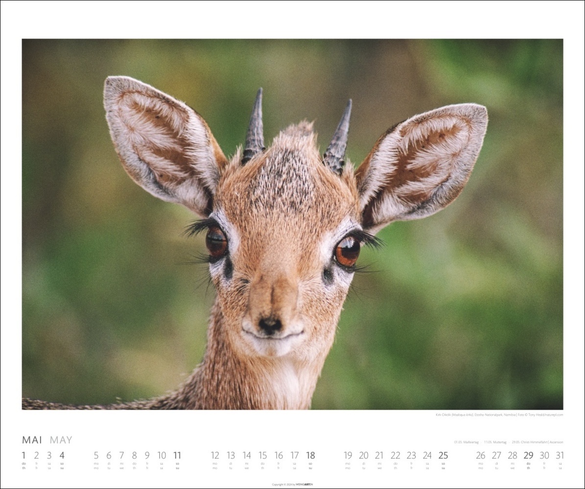 Bild: 9783839901014 | African Wildlife Kalender 2025 | Kalender | Spiralbindung | 14 S.