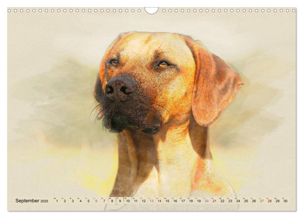 Bild: 9783435705191 | Rhodesian Ridgeback 2025 (Wandkalender 2025 DIN A3 quer), CALVENDO...