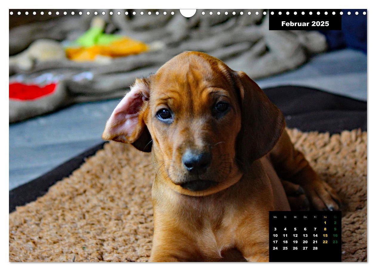 Bild: 9783383939457 | Rhodesian Ridgeback, Charmante Herzensbrecher (Wandkalender 2025...