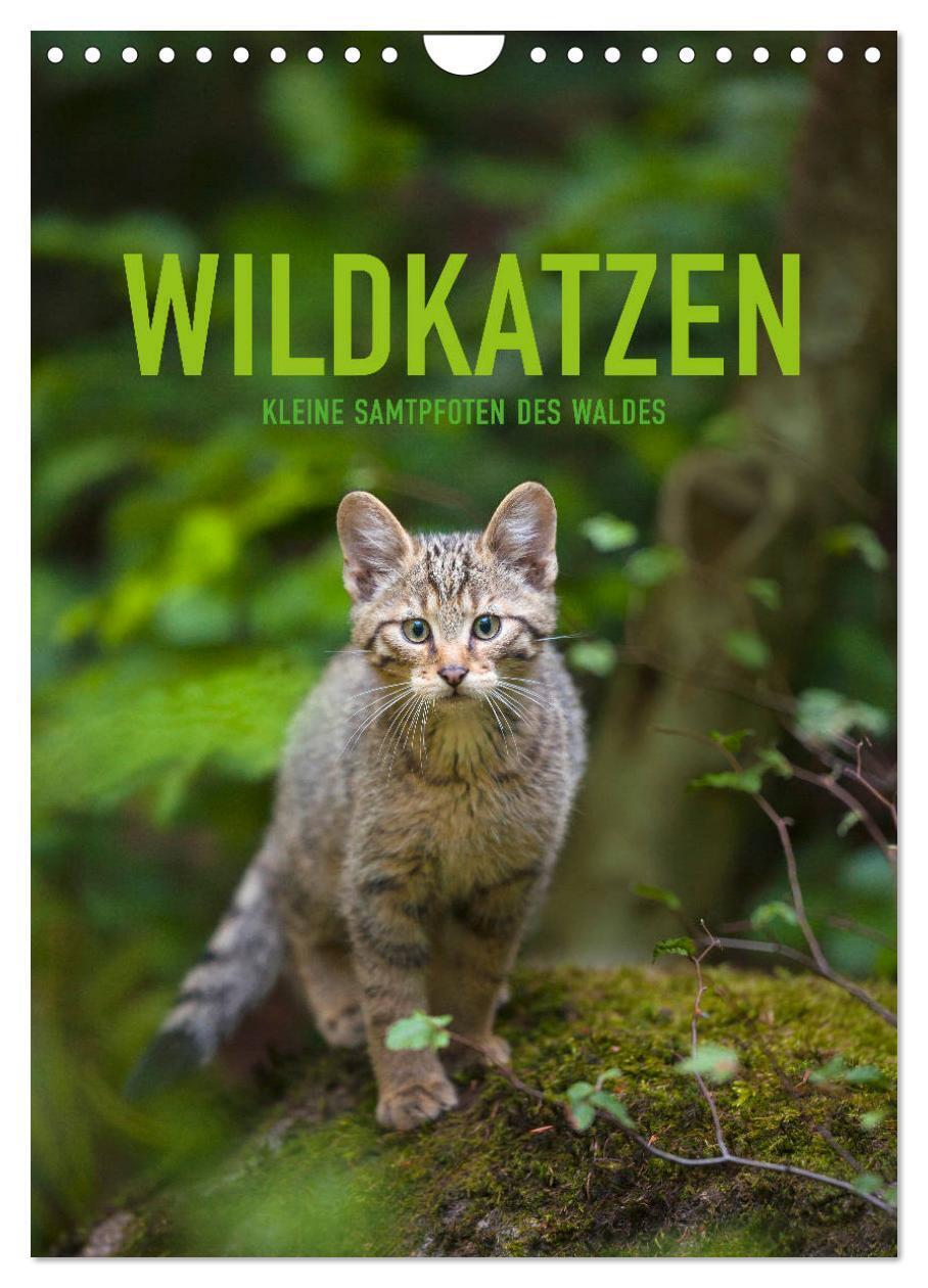 Cover: 9783675840775 | Wildkatzen - Kleine Samtpfoten des Waldes (Wandkalender 2024 DIN A4...